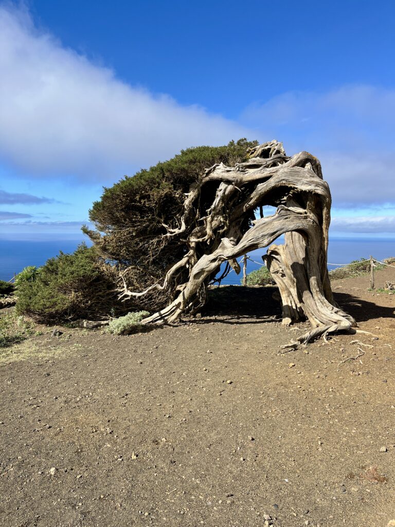 El Sabinar_El Hierro