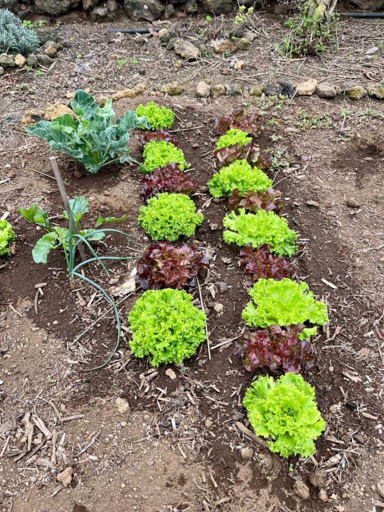 El Hierro Workaway