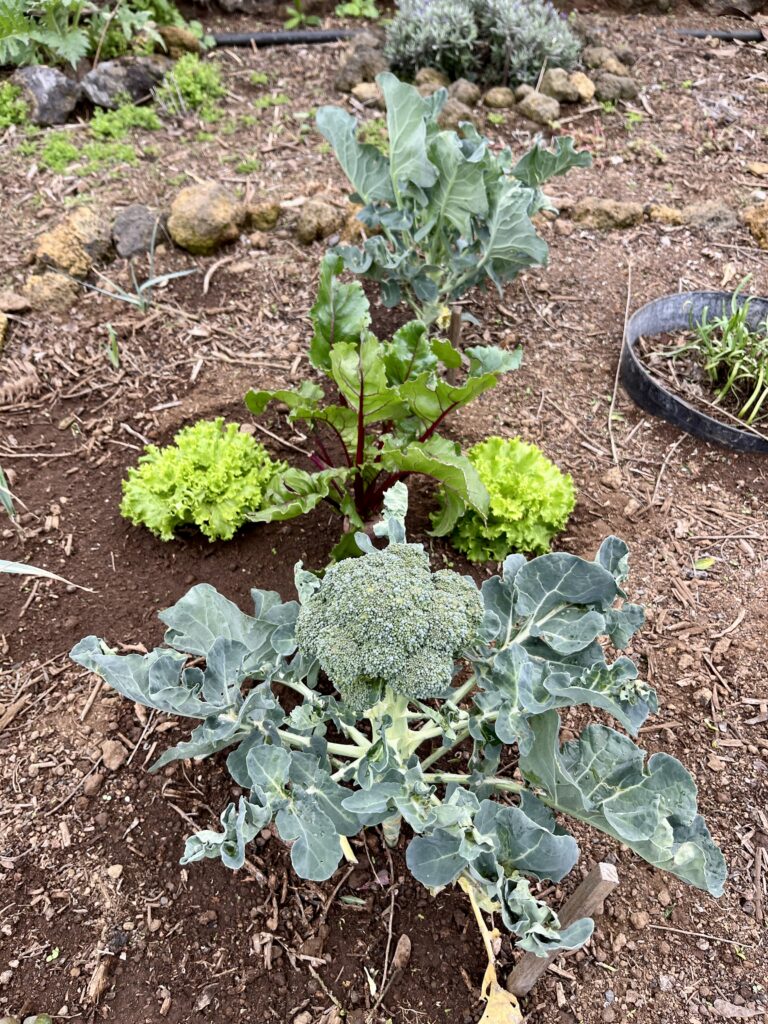 kert_El Hierro