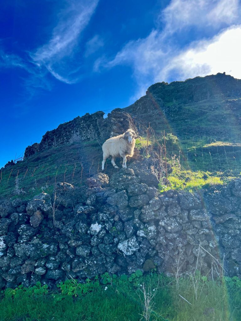 El Hierro Workaway