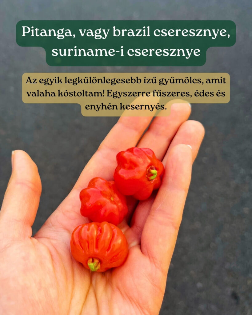 Ételek Madeirán_gyümölcs_pitanga