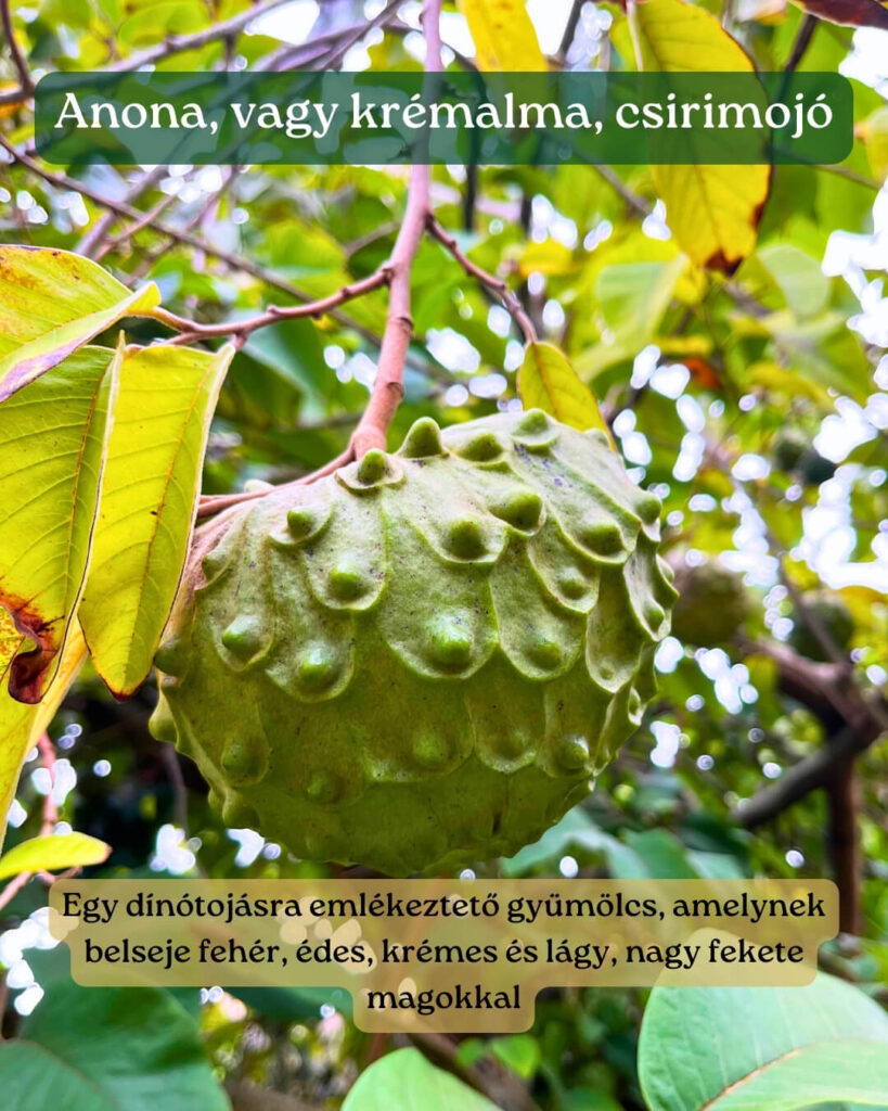 Ételek Madeirán_gyümölcs_anona