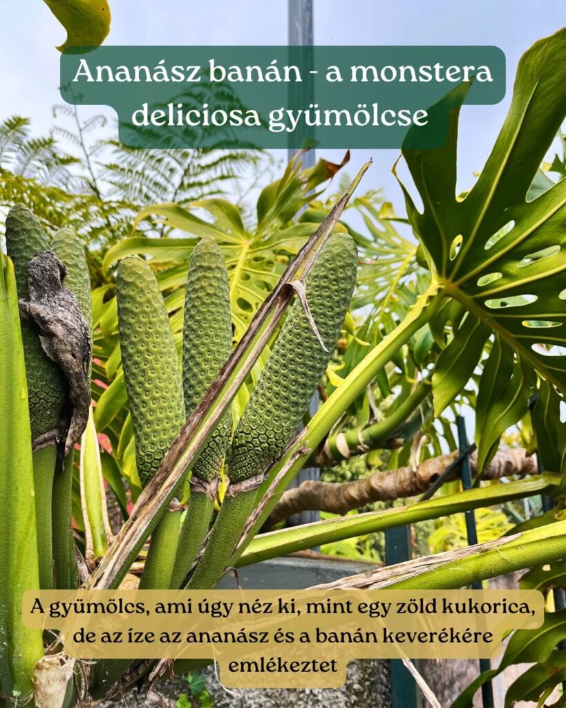 Ételek Madeirán_gyümölcs_monstera