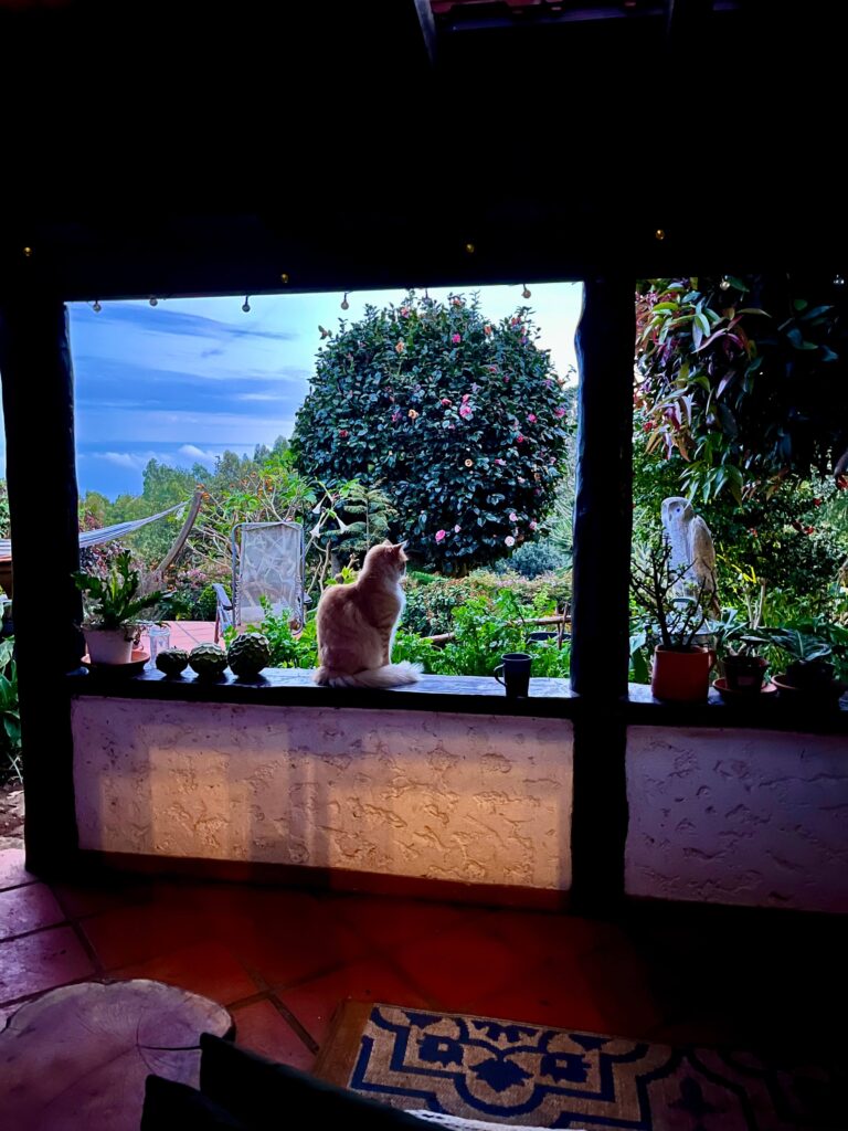 vacsora, Madeira