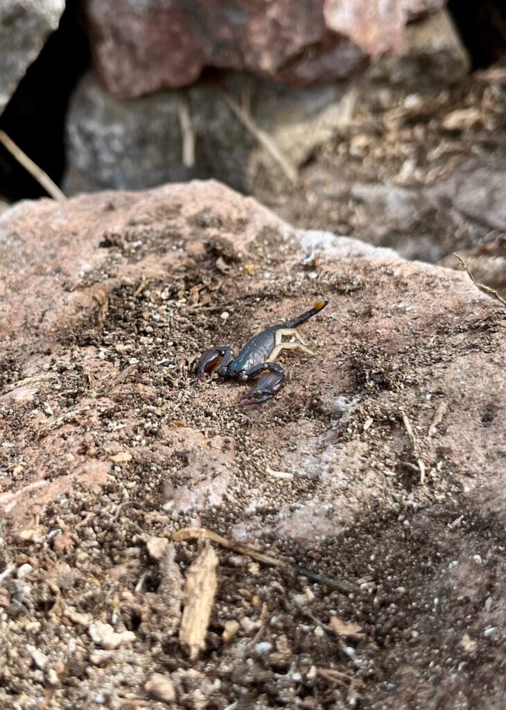 skorpió a kertben - Szardínia - utazás és önkénteskedés