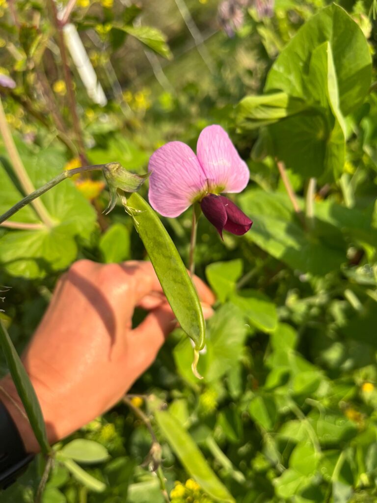 vadborsó - Szardínia - utazás és önkénteskedés